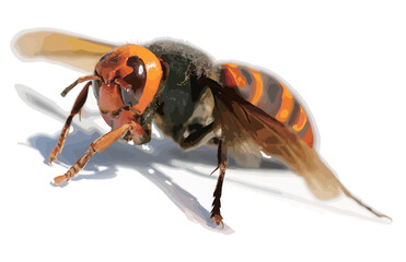 猛毒で危険なオオスズメバチ・リアル調レタッチイラストレーション。