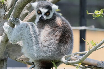 ワオキツネザル