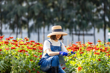 Asian farmer and florist is working in the farm while cutting zinnia flowers using secateurs for...
