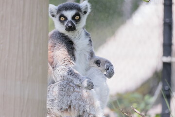 ワオキツネザル