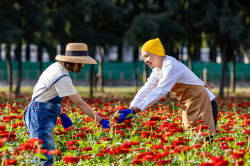 Team of Asian farmer and florist is working in the farm while cutting zinnia flowers using secateurs for cut flower business in his farm for agriculture industry concept