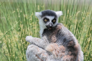 ワオキツネザル