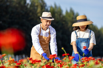 Team of Asian farmer and florist is working in the farm while cutting zinnia flowers using...