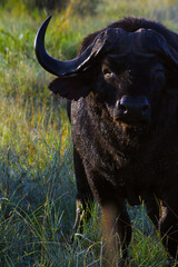 Buffalo in the African bush