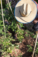 In the vegetable garden - man checking green tomatoes in the open field