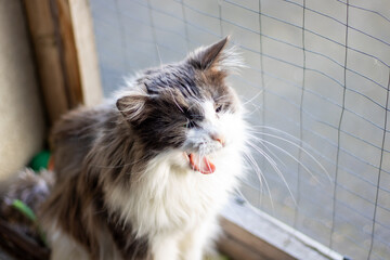 At the window, a cat stands with its mouth agape, showing its whiskers and fur