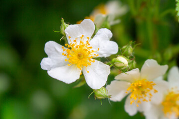 Cherokee rose (Rosa laevigata) flowers. Rosaceae evergreen vine shrub. Five-petaled white flowers bloom from April to May. Fruits are herbal medicines.