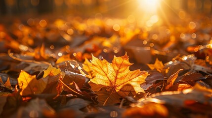 Autumn leaves on the ground for fall-themed designs