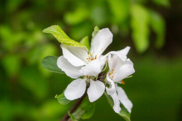 Apple blossom, Malus asiatica , flowers with nailed petals.