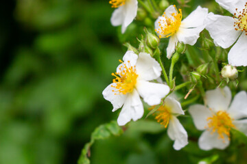 Cherokee rose (Rosa laevigata) flowers. Rosaceae evergreen vine shrub. Five-petaled white flowers bloom from April to May. Fruits are herbal medicines.