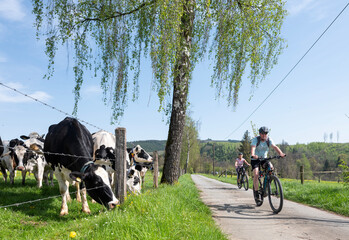 people on bicycle pass cows in field near winterberg in german sauerland