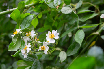 Cherokee rose (Rosa laevigata) flowers. Rosaceae evergreen vine shrub. Five-petaled white flowers bloom from April to May. Fruits are herbal medicines.