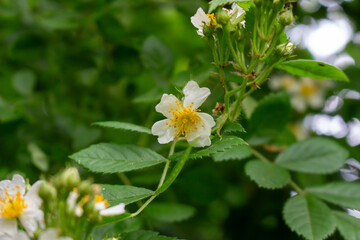 Cherokee rose (Rosa laevigata) flowers. Rosaceae evergreen vine shrub. Five-petaled white flowers bloom from April to May. Fruits are herbal medicines.