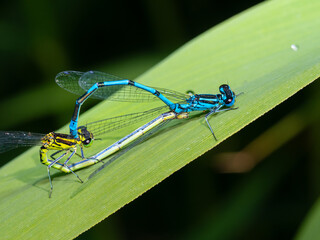 Libelle