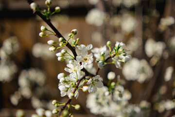 Blossoms with white flowers and brown branches