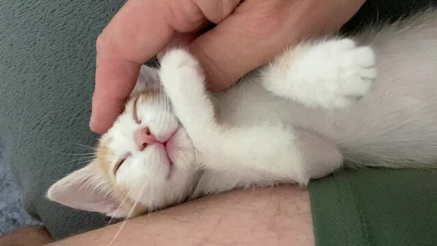 Closeup shot of a cute sleepy kitty while her human petting her on his thigh