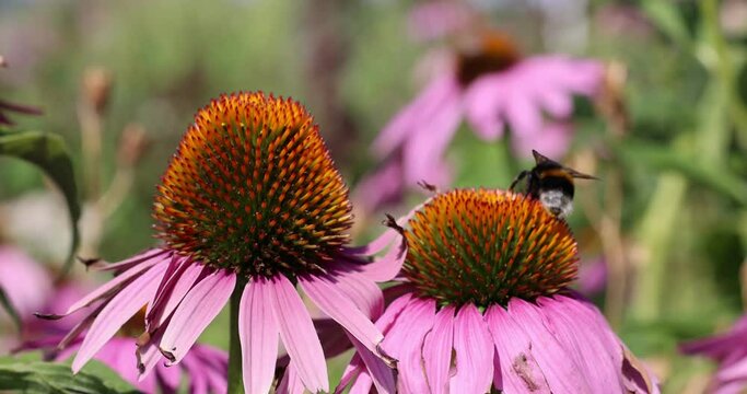 Closeup shot of bee flying away from a Purple coneflower after sucking its nectar