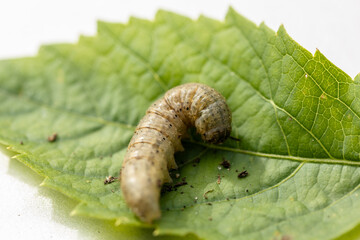 Winter pest insect pest Agrotis segetum