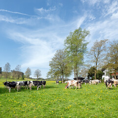 black and white cows in meadow near winterberg in german sauerland