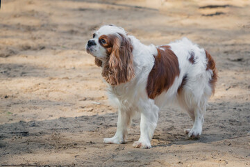 Cavalier King Charles Spaniel on a walk in the park, playing on a sandy field