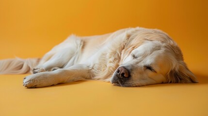 Obraz premium A dog is sleeping on a yellow surface