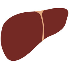Liver on a white background, vector illustration.

