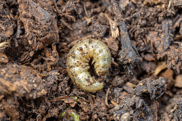 Winter pest insect pest Agrotis segetum
