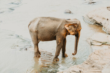 Asian elephant bathing in the river in Pinnawala, Sri Lanka