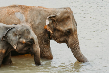 Asian elephants bathing in the river in Pinnawala, Sri Lanka
