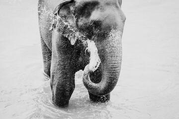 Asian elephant bathing in the river in Pinnawala, Sri Lanka