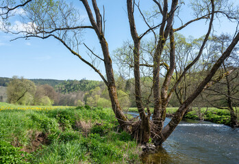 small river in meadow countryside in spring near winterberg in german sauerland