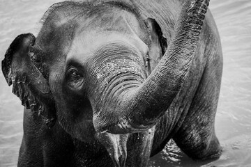 Asian elephant bathing in the river in Pinnawala, Sri Lanka