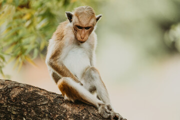 monkey portrait in sri lanka