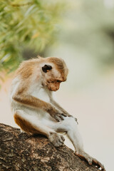 monkey portrait in sri lanka