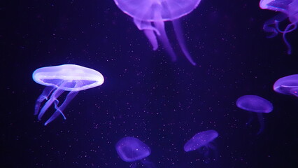 Naklejka premium 水族館のクラゲ