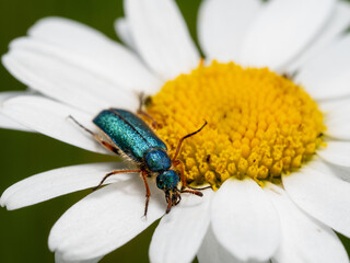 Cerocoma schaefferi