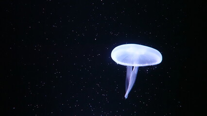 水族館のクラゲ