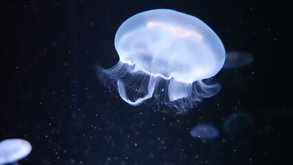 水族館のクラゲ