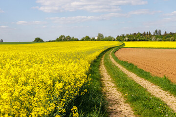 road through rapeseed fields. growing rapeseed in the field for oil