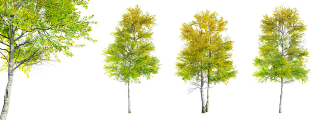 Set of Quaking Aspen - Populus tremuloides tree isolated on transparent background and selective...