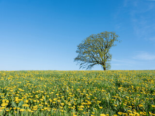 spring meadow full of yellow dandelions in german sauerland