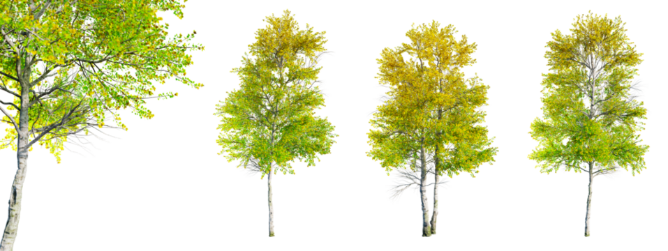 Set of Quaking Aspen - Populus tremuloides tree isolated on transparent background and selective focus close-up. 3D render.