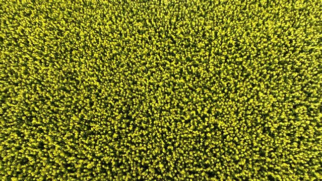 takeoff in yellow field