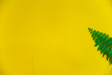 Beautiful bright summer yellow background with  green tropical plant branch around the edges and...