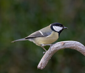 Obraz premium Closeup of a Great tit perched on a branch
