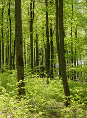 fresh spring leaves on beech trees in german forest