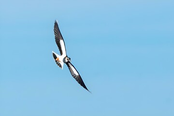 Northern Lapwing bird in flight with fish in beak against clear sky