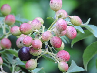 Closeup of wild berries on a plant in India.