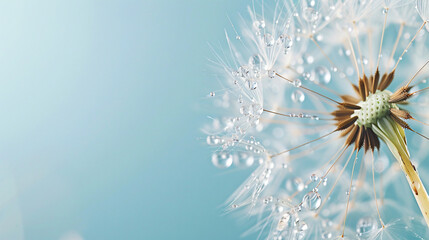 Dandelion seeds with drops of dew water close-up macro - Powered by Adobe