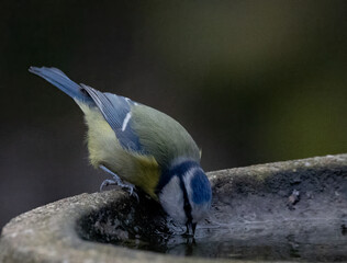 Blue Tit perched on the rim of a birdbath